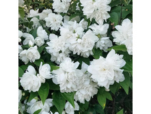 �������� ��������� ������.jpg