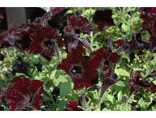 79 ������� Crazytunia Black Mamba