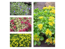 ����� ��������.jpg