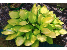 1Hosta Gold Standard.jpg