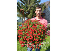 10 ���������� Cabaret Bright red