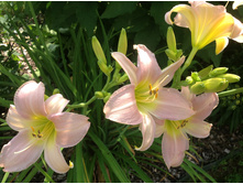 �������� �������� �������.jpg