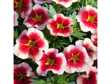 55 ���������� Minifamous Neo Apricot Red Splash