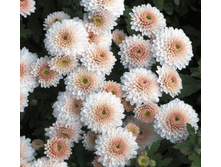 18 ����� ���� ����