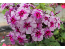 ����� ����������� ������ ����.jpg