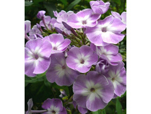 ����� ����������� �������� KATHERINE.jpg