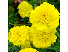 7 �������� ����������� ���� �����