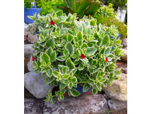 37 ������� �����������