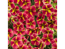 2 ���������� SUPERBELLS TANGERINE STAR