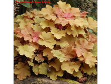 ������� ��������� Creme Brulee ���� �����.jpg