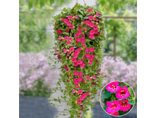 43 ����� Lofos Compact Pink