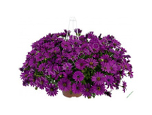 44 ������������ ERATO BASKET PURPLE
