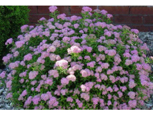 ������ ���� ��������.jpeg