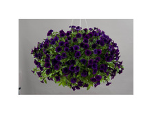 118 ������� Little Parpl Blue