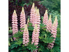 ����� ������������ LEGENDARY ROSE SHADES.jpg