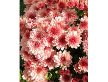 20 ���� ����