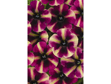 109 ������� Crazytunia Blackberry Mojito