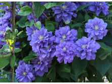 �������� ��������������� ���� �� ������ KIRI TE KANAWA.jpg