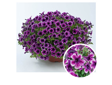 112 ������� Littletunia Pink Vein
