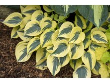 ����� ����� ����� AUTUMN FROST.jpg