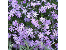 ����� ���������� �� ������.jpg