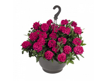 8 ������� Empress Sun Cherry