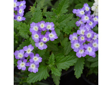 9 ������� Empress Sun Lavender Charme