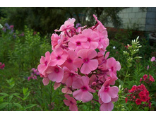 ����� ����������� ���� �����.jpg