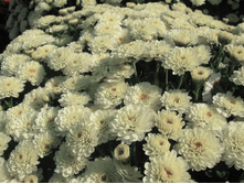 ���������� ����������� Gigi Snow ������ ����.jpg