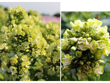 ����� ����������� ����� ����BABJE LETO.jpg