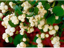 ������������� ���������.jpg