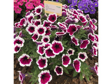 82 ������� Ordy Purple Picotee Impr