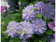 �������� ��������������� ������ ���� DENNY'S DOUBLE.jpg