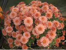 ���������� ����������� RANBEACH SALMON ������� ������.jpg