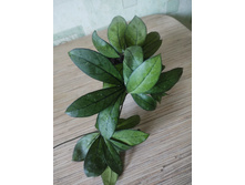 Hoya sp. Da Nang.