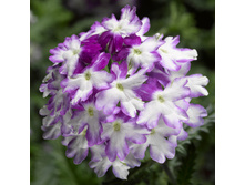 15 ������� Lanai Twister Blue