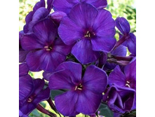 ����� ����������� ����� 1.jpg