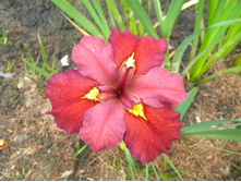 ���� ����������� ��� ������� ANN CHOWNING.jpg