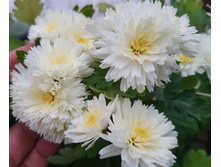 ���������� ���� ������.jpg