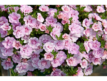 34. ���������� mini famous neo double pink