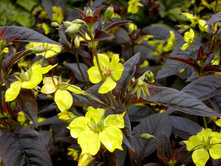 ��������� �����������.jpg