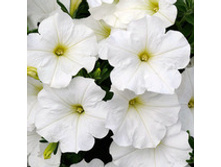 57 ������� Bonnie-White