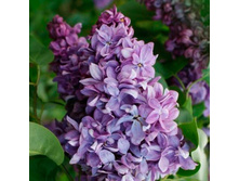 ������ MARECHAL LANNES ������ ����.jpeg