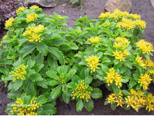 ������ ��������� (������).jpg