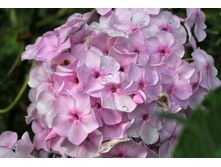 ����� ����������� ��������.jpg