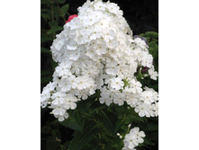 ����� ����������� ���������.jpg