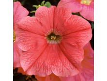 10 ������� Fanfare Salmon