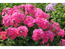 ����� ����������� ���� �����1.jpg