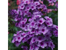 ����� ����������� ������ ���.jpg