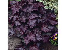 ������� ��������� Palace Purple ����� ���.jpg